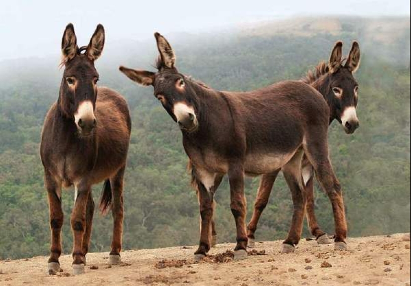 7 facts about donkeys that will make you respect this animal