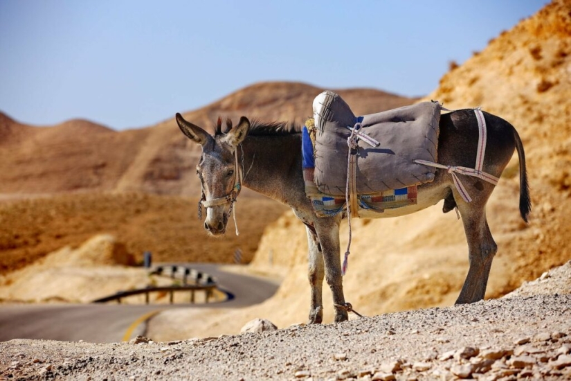 7 facts about donkeys that will make you respect this animal