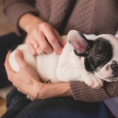 7 facts about the benefits of Pets for human health