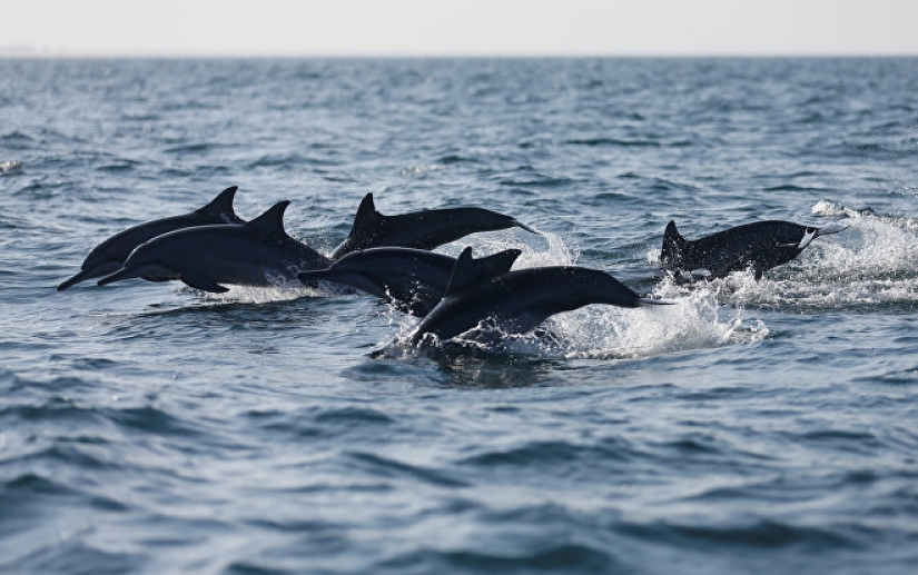 7 hechos desagradables sobre los delfines que cambiarán su actitud hacia ellos