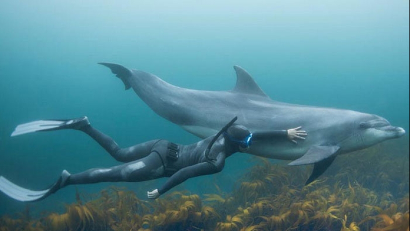 7 hechos desagradables sobre los delfines que cambiarán su actitud hacia ellos