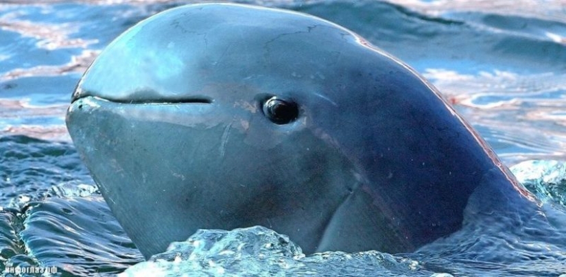 7 hechos desagradables sobre los delfines que cambiarán su actitud hacia ellos