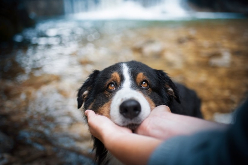 7 life hacks that will allow you to capture the" soul " of any animal in the photo