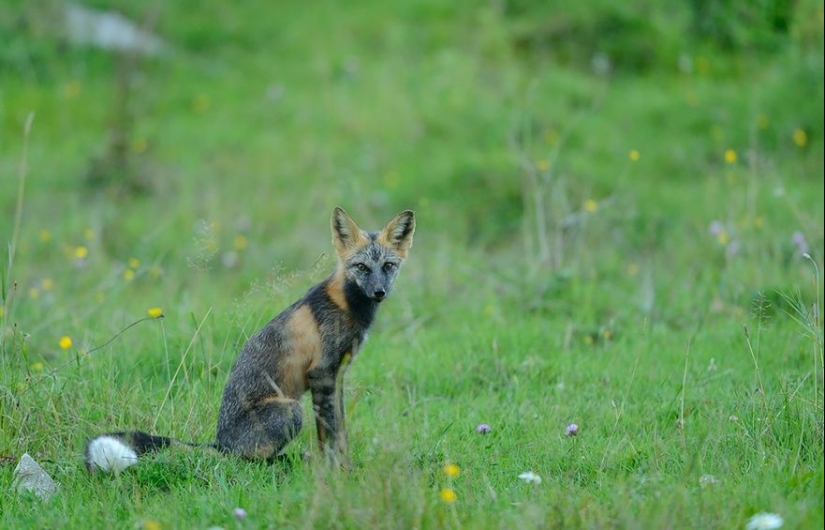 7 most mimic species of foxes