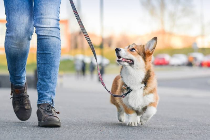 7 reglas por las cuales un perro elige a su dueño cuando vive en una familia