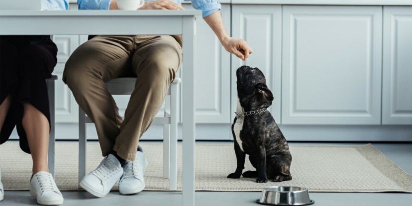 7 rules by which a dog chooses its owner when living in a family