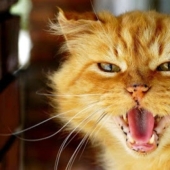 7 sure ways to turn any cat against you