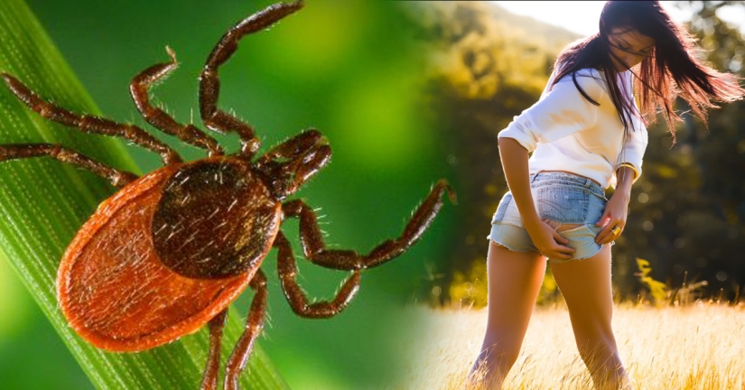 7 tips on how to avoid a tick bite