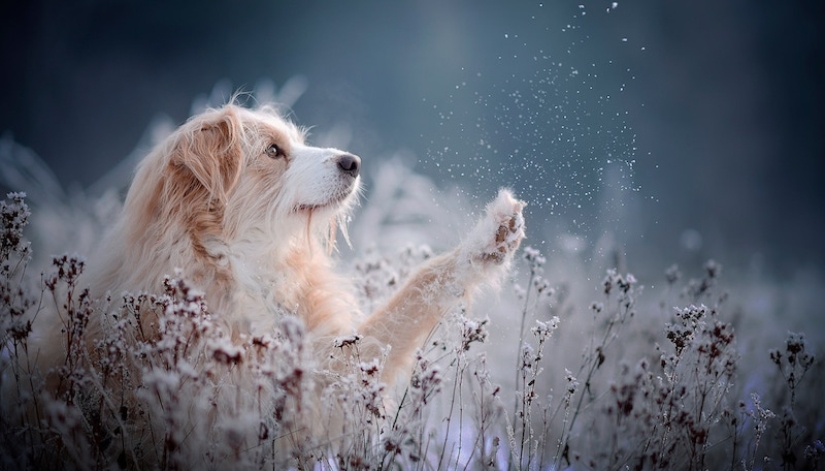 7 trucos de vida que te permitirán capturar el "alma" de cualquier animal en la foto