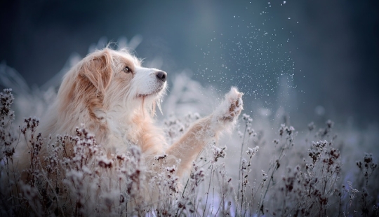 7 trucos de vida que te permitirán capturar el "alma" de cualquier animal en la foto