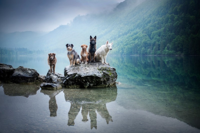 7 trucos de vida que te permitirán capturar el "alma" de cualquier animal en la foto