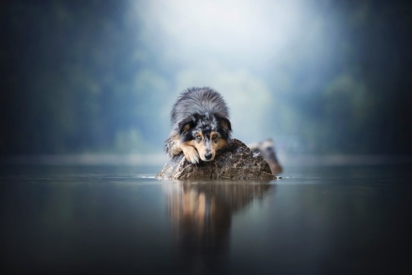 7 trucos de vida que te permitirán capturar el "alma" de cualquier animal en la foto