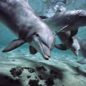 7 unpleasant facts about dolphins that will change your attitude to them