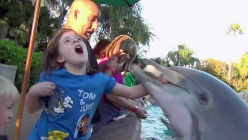 7 unpleasant facts about dolphins that will change your attitude to them