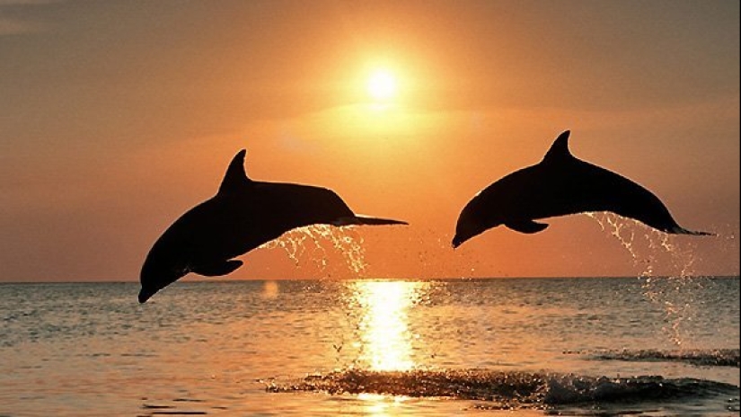 7 unpleasant facts about dolphins that will change your attitude to them