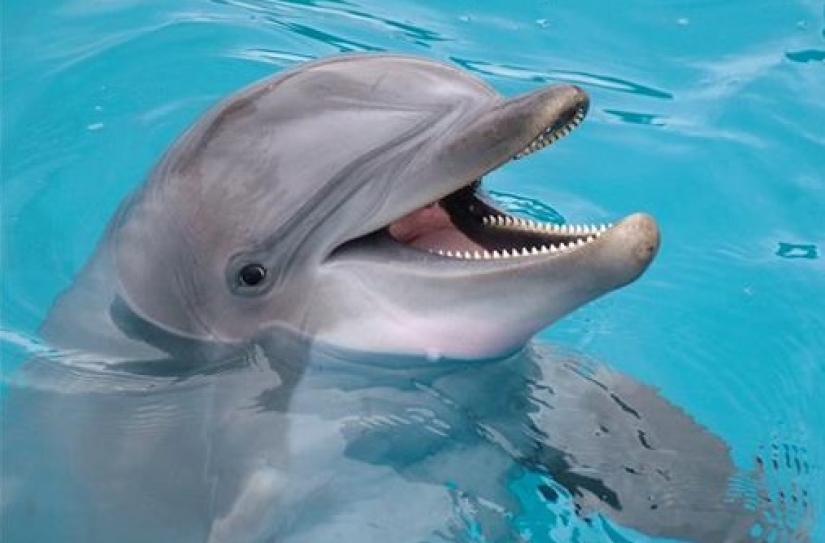 7 unpleasant facts about dolphins that will change your attitude to them