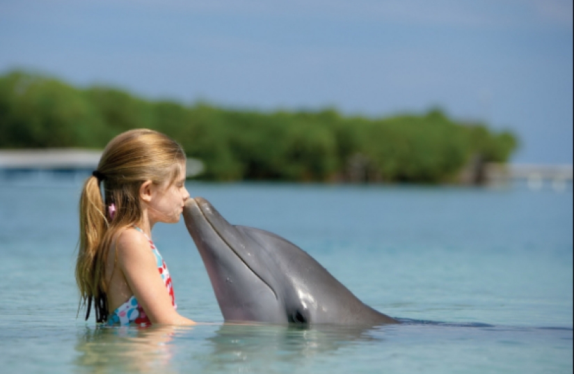 7 unpleasant facts about dolphins that will change your attitude to them