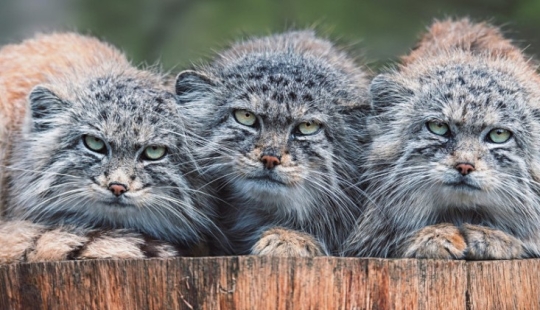 8 facts about manuls that will change your idea of these cats