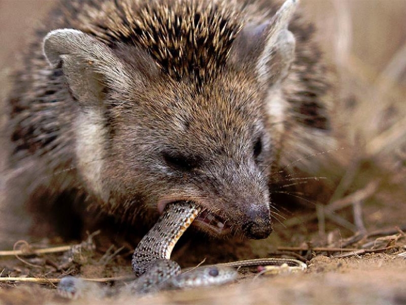 8 hechos inesperados sobre los erizos - los animales más brutales de nuestras latitudes