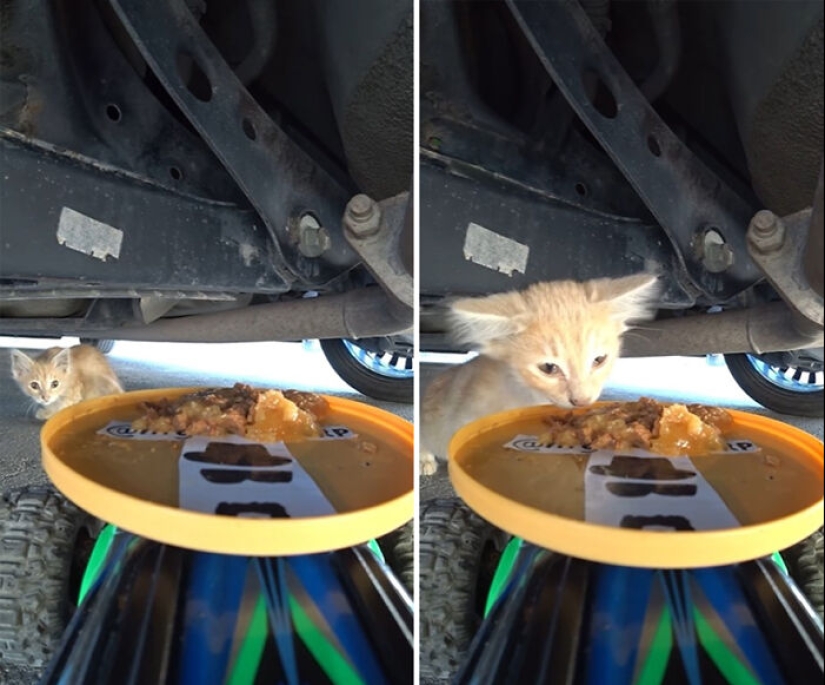8 Times This Guy Used A Drone And Remote Control Car To Find And Feed Stray Cats