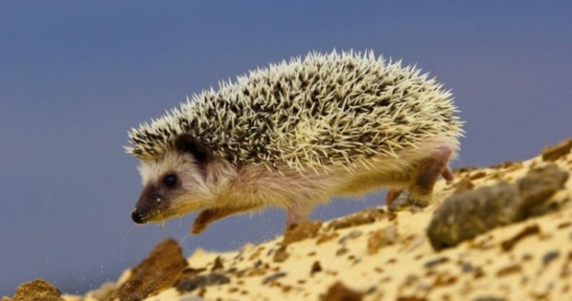 8 unexpected facts about hedgehogs — the most brutal animals of our latitudes