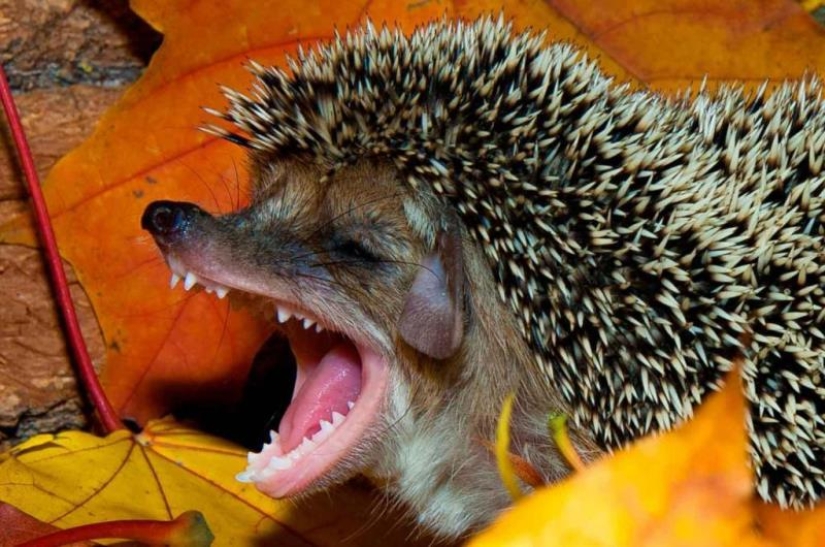 8 unexpected facts about hedgehogs — the most brutal animals of our latitudes