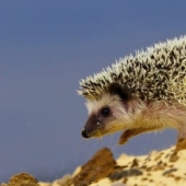 8 unexpected facts about hedgehogs — the most brutal animals of our latitudes