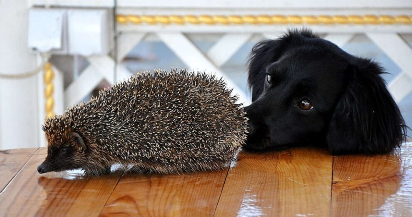 8 unexpected facts about hedgehogs — the most brutal animals of our latitudes