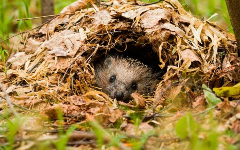 8 unexpected facts about hedgehogs — the most brutal animals of our latitudes