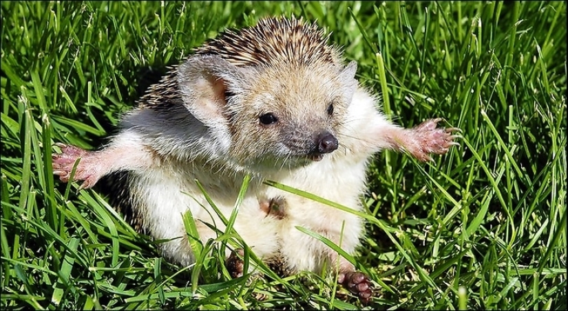 8 unexpected facts about hedgehogs — the most brutal animals of our latitudes