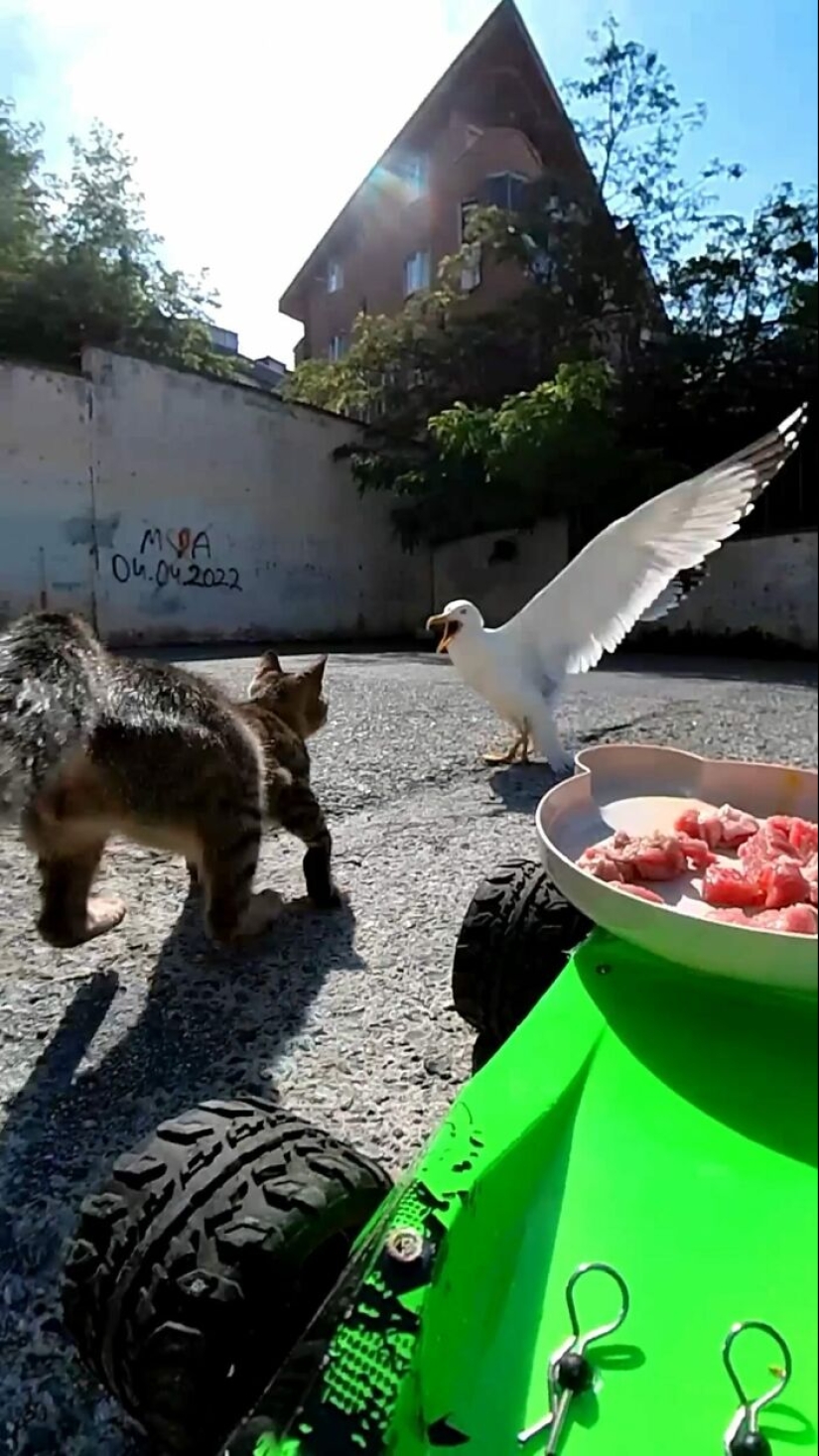 8 veces este tipo usó un dron y un auto a control remoto para encontrar y alimentar gatos callejeros