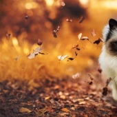 9 mandatory things, without which never comes autumn