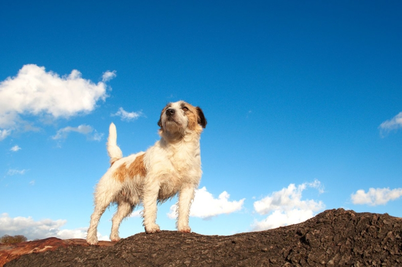 9 scientifically proven reasons to get a dog