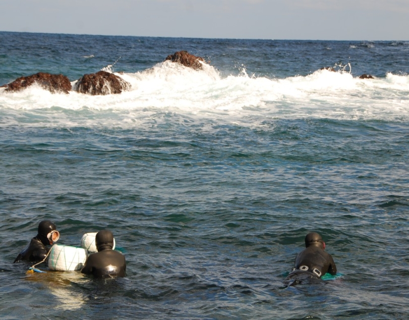 A fairy tale in reality: 7 places where you can see mermaids in real life