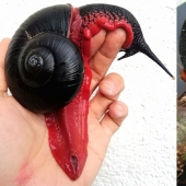 A fire snail could make you a millionaire, but it won't happen