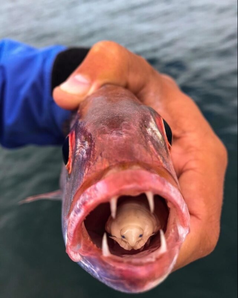 A fisherman from South Africa encountered a frightening parasite that became part of a live fish