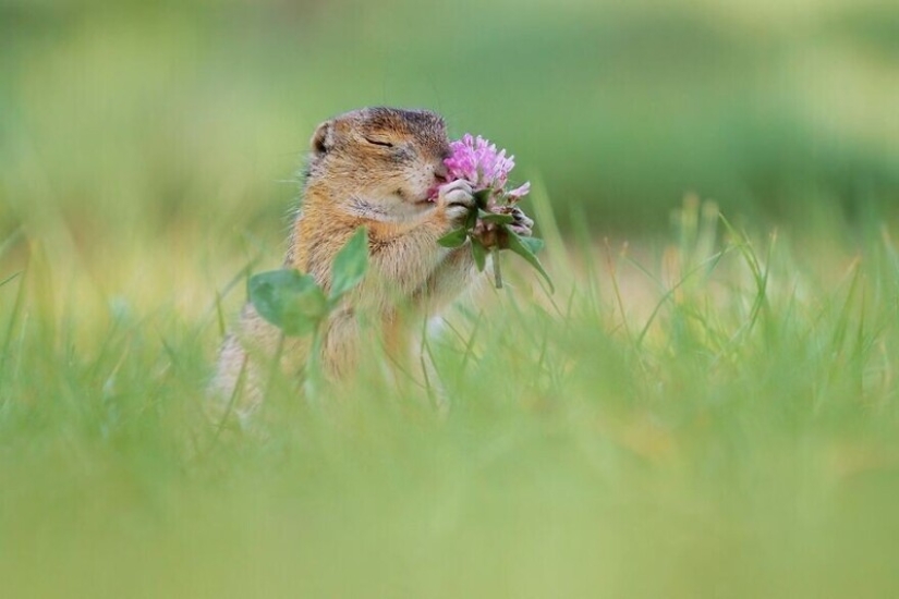 A miracle of nature: amazing pictures of wild animals in the forests of Austria