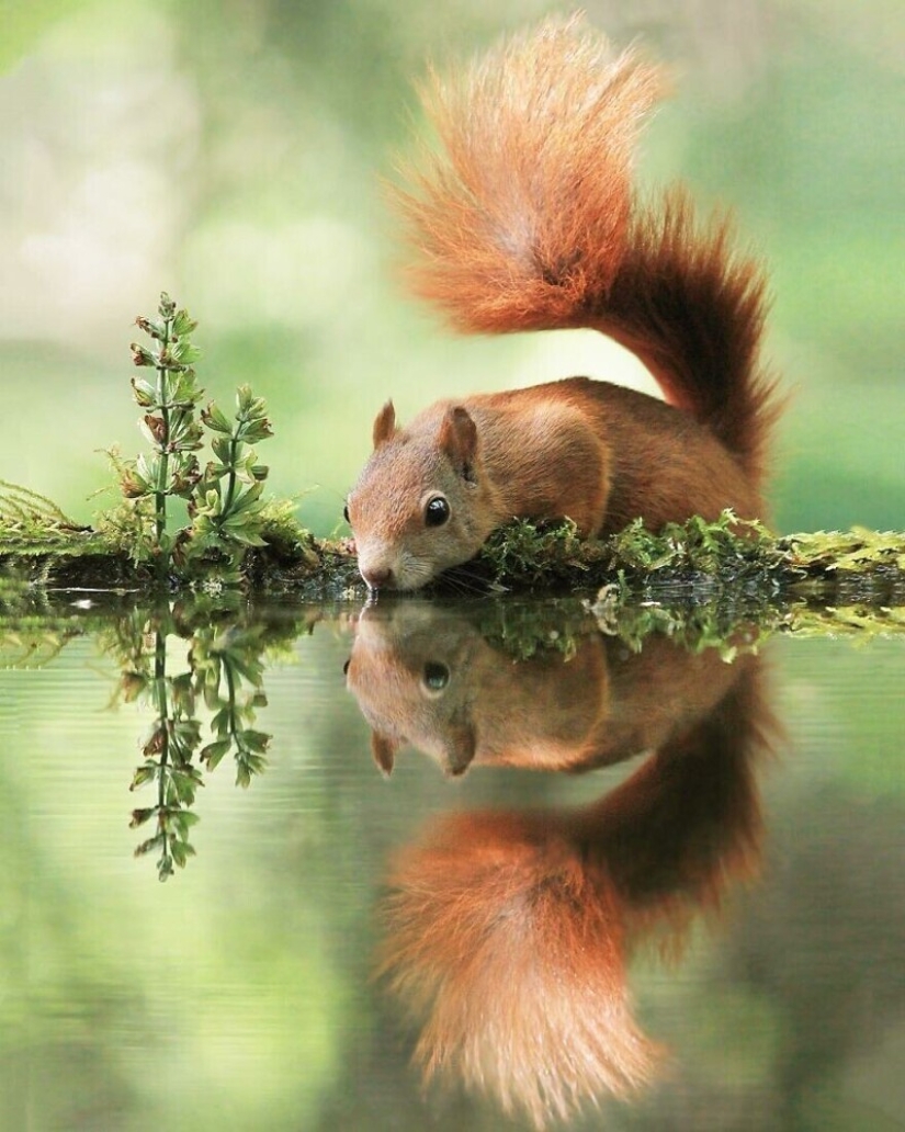 A miracle of nature: amazing pictures of wild animals in the forests of Austria