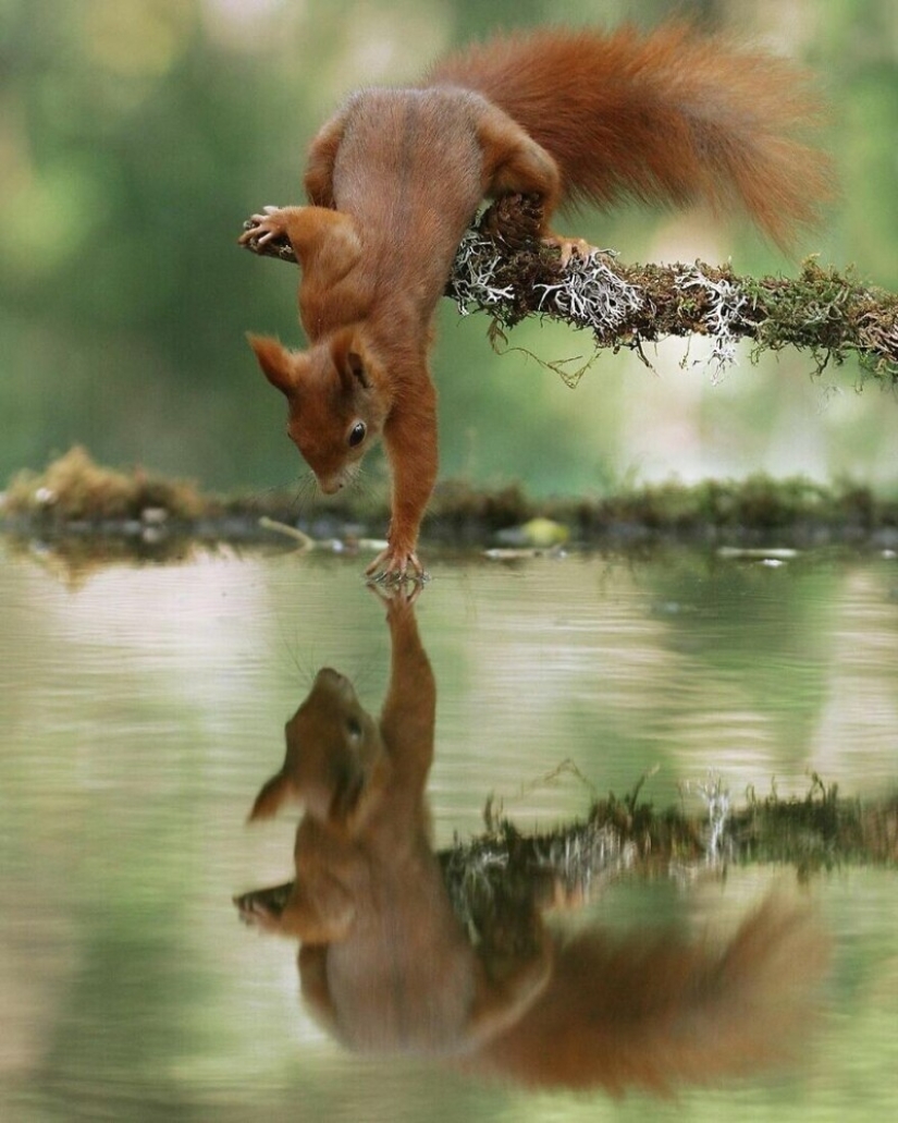 A miracle of nature: amazing pictures of wild animals in the forests of Austria