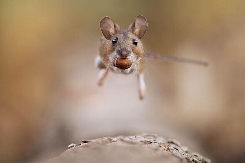 A miracle of nature: amazing pictures of wild animals in the forests of Austria