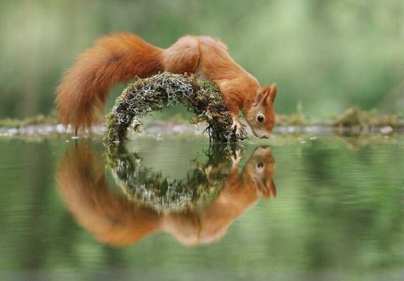 A miracle of nature: amazing pictures of wild animals in the forests of Austria