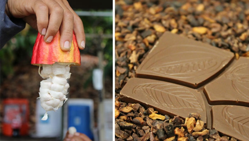 A partir de las vainas del árbol a la barra de chocolate terminado: ¿cómo craftsy de chocolate