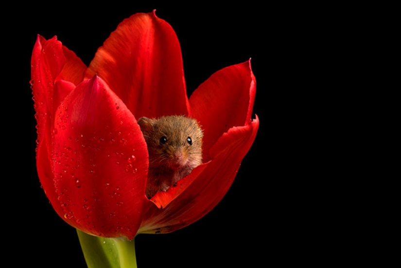 A photographer took a picture of baby mice hiding in tulips, and we can't stop looking at it