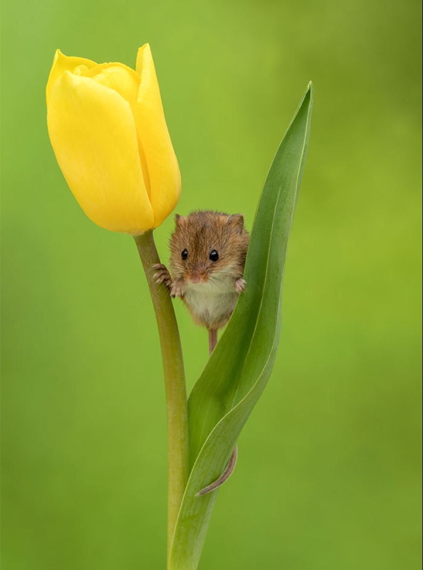 A photographer took a picture of baby mice hiding in tulips, and we can't stop looking at it