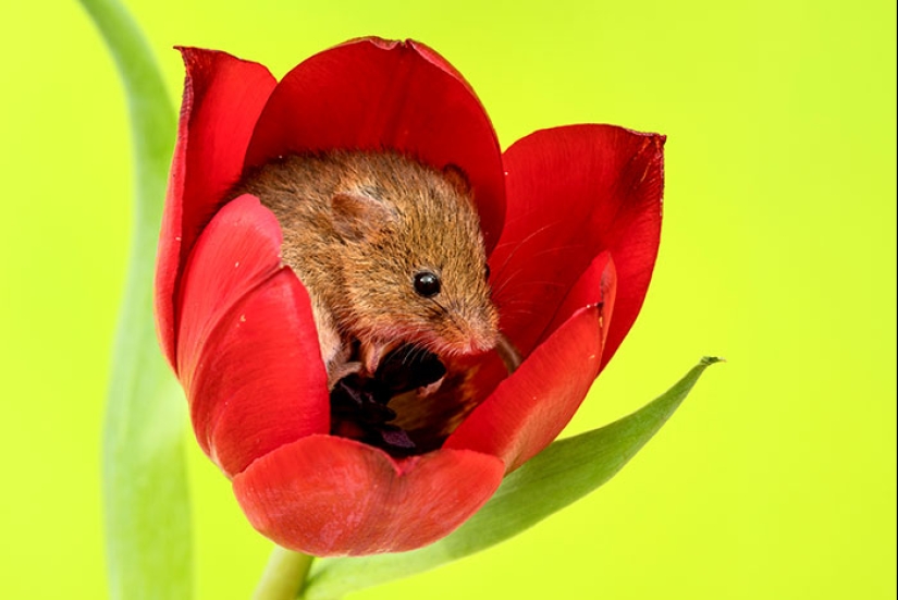 A photographer took a picture of baby mice hiding in tulips, and we can't stop looking at it