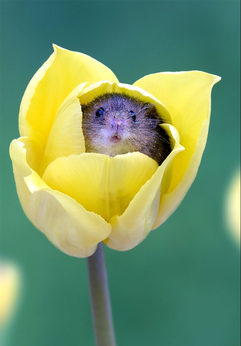 A photographer took a picture of baby mice hiding in tulips, and we can't stop looking at it