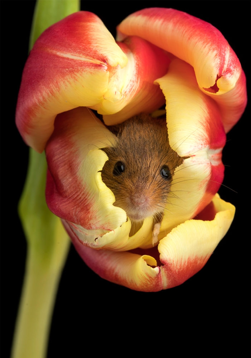 A photographer took a picture of baby mice hiding in tulips, and we can't stop looking at it