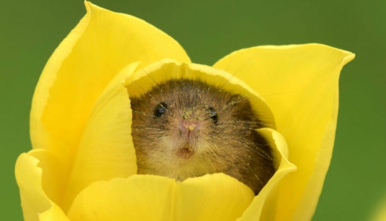 A photographer took a picture of baby mice hiding in tulips, and we can't stop looking at it