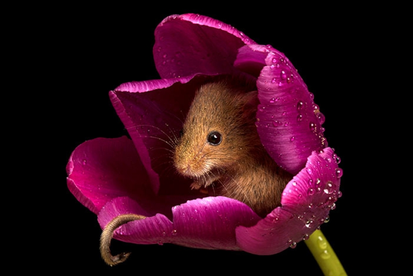 A photographer took a picture of baby mice hiding in tulips, and we can't stop looking at it