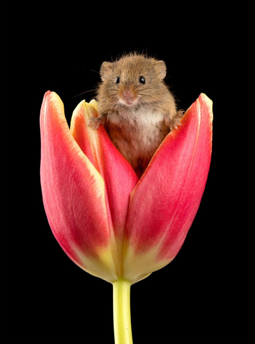 A photographer took a picture of baby mice hiding in tulips, and we can't stop looking at it